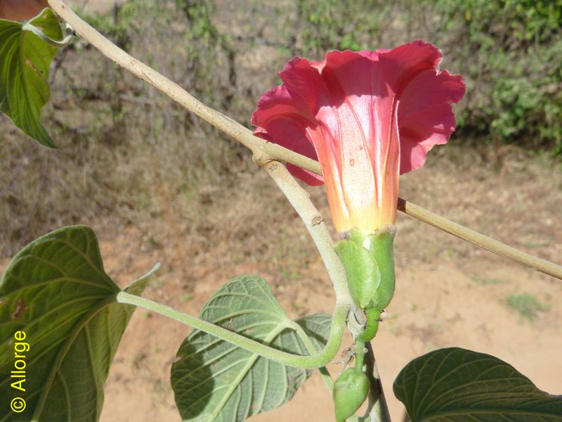 Convolvulaceae, Stictocardia beraviensis